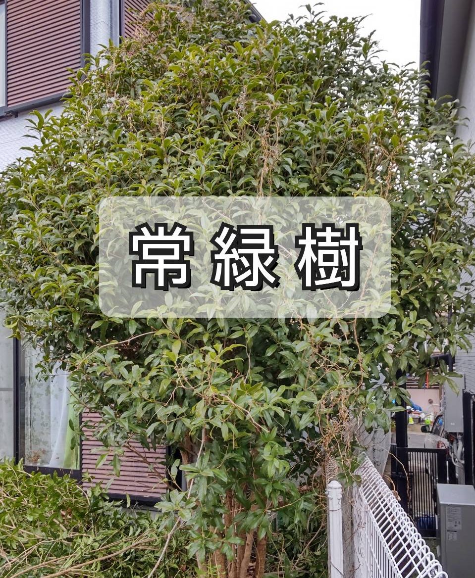 常緑樹の剪定時期